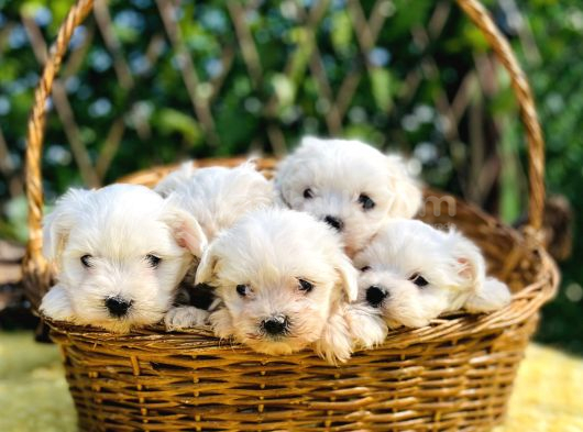 Kar Beyaz Irk Garantili Maltese Terrier Yavrular görsel
