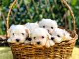 Kar Beyaz Irk Garantili Maltese Terrier Yavrular