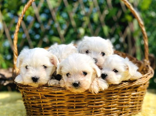 Kar Beyaz Irk Garantili Maltese Terrier Yavrular görsel