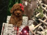 Çiflikten Poodle Yavrularımız Dişi Ve Erkek