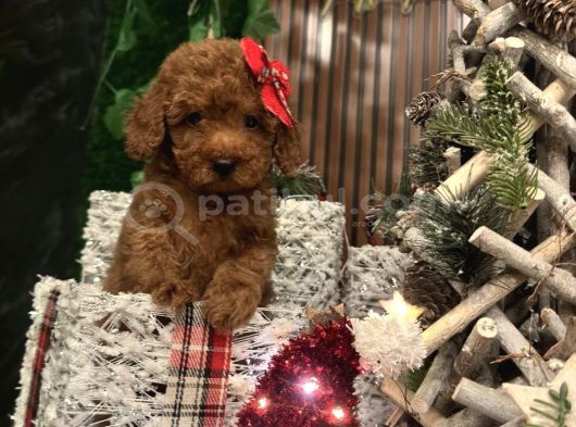 Çiflikten Poodle Yavrularımız Dişi Ve Erkek görsel