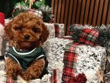 Çiflikten Poodle Yavrularımız Dişi Ve Erkek
