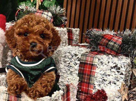 Çiflikten Poodle Yavrularımız Dişi Ve Erkek