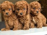 Çiflikten Poodle Yavrularımız Dişi Ve Erkek