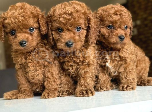 Çiflikten Poodle Yavrularımız Dişi Ve Erkek görsel