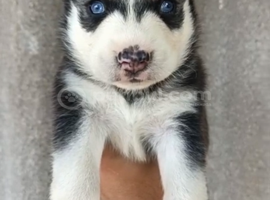Ruhsatlı Çiftlik Sibirya Kurdu Husky Yavrular görsel