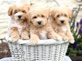 Bal Gi̇bi̇ Malti̇poo Bebekler