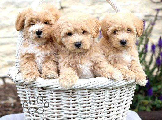 Bal Gi̇bi̇ Malti̇poo Bebekler görsel