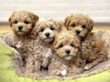 Bal Gi̇bi̇ Malti̇poo Bebekler