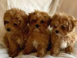Bal Gi̇bi̇ Malti̇poo Bebekler