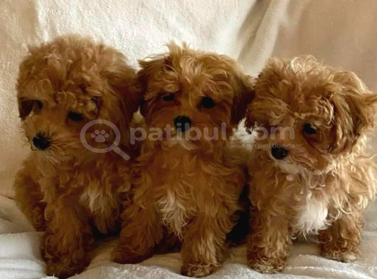 Bal Gi̇bi̇ Malti̇poo Bebekler görsel