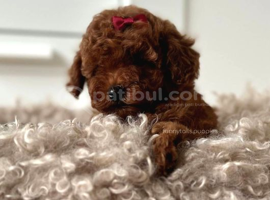 Kivir Kivir Toy Poodle