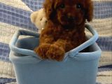 Kivir Kivir Toy Poodle