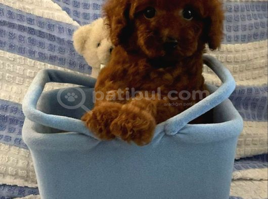 Kivir Kivir Toy Poodle görsel