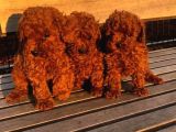 Kivir Kivir Toy Poodle