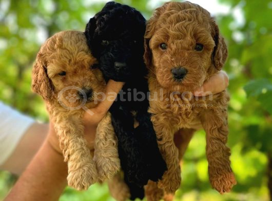 Her Renk Toy Poodle Bebek Mevcut