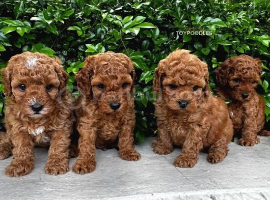 Her Renk Toy Poodle Bebek Mevcut görsel