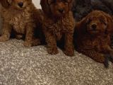 Her Renk Toy Poodle Bebek Mevcut