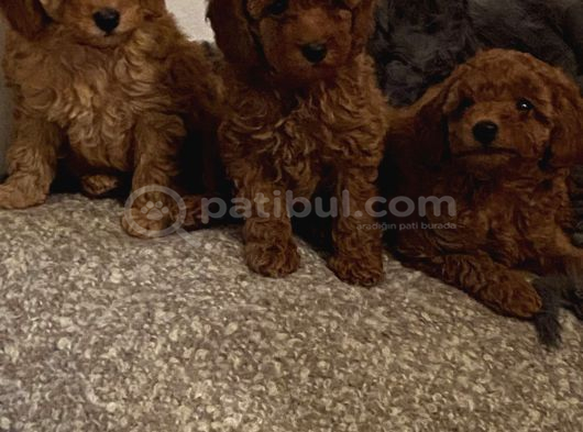Her Renk Toy Poodle Bebek Mevcut görsel