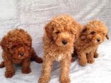 Her Renk Toy Poodle Bebek Mevcut