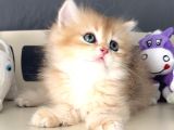 British Golden Tatlı Mı Tatlı Karizmatik Yakışıklı Bi Bebek