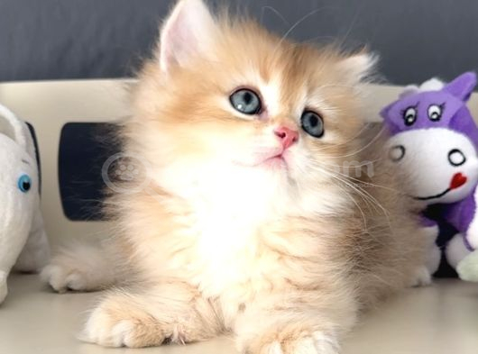 British Golden Tatlı Mı Tatlı Karizmatik Yakışıklı Bi Bebek görsel