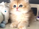 British Golden Tatlı Mı Tatlı Karizmatik Yakışıklı Bi Bebek