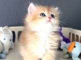 British Golden Tatlı Mı Tatlı Karizmatik Yakışıklı Bi Bebek