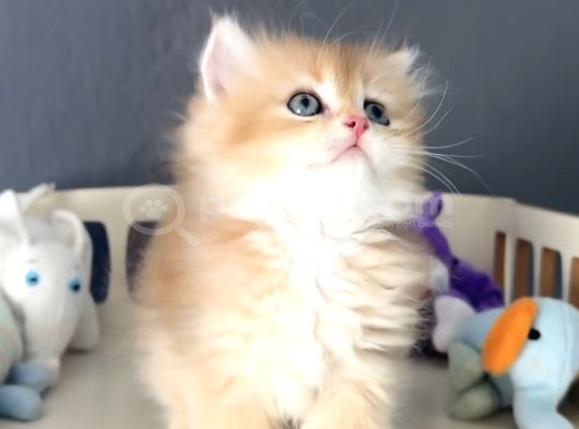 British Golden Tatlı Mı Tatlı Karizmatik Yakışıklı Bi Bebek görsel