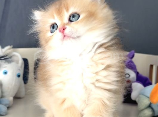 British Golden Tatlı Mı Tatlı Karizmatik Yakışıklı Bi Bebek