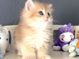 British Golden Tatlı Mı Tatlı Karizmatik Yakışıklı Bi Bebek