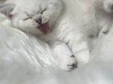 Kucak Delisi Çok Sakin Bebekler