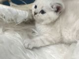 Kucak Delisi Çok Sakin Bebekler