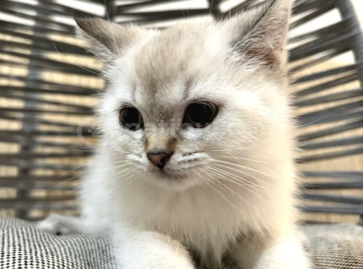 Tatlı Uslu Bebek Kedişler Ankara Içi görsel