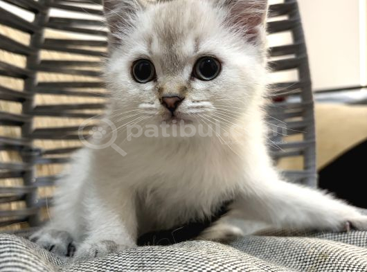 Tatlı Uslu Bebek Kedişler Ankara Içi görsel