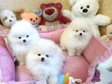 Pomeranian Boo Yavruları Istanbul