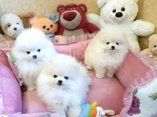 Pomeranian Boo Yavruları Istanbul