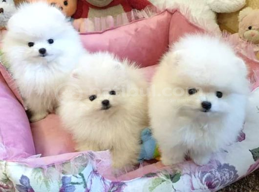 Pomeranian Boo Yavruları Istanbul görsel