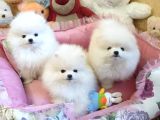 Pomeranian Boo Yavruları Istanbul