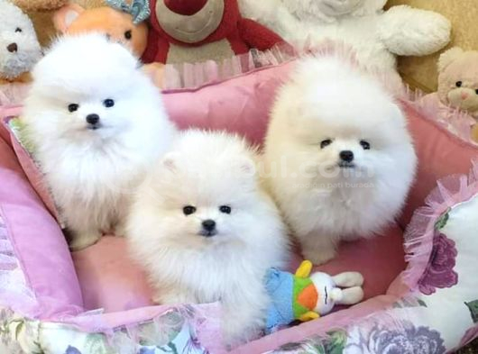 Pomeranian Boo Yavruları Istanbul görsel