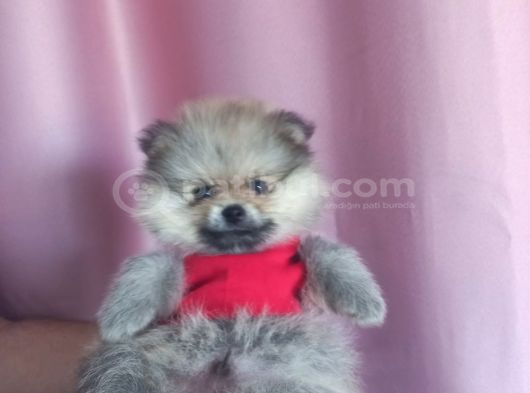 Pomeranian Boo Ayı Surat Orange görsel