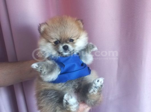 Pomeranian Boo Ayı Surat Orange