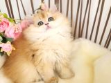 Safkan Show Kalite British LongHair Yavrular Hazır