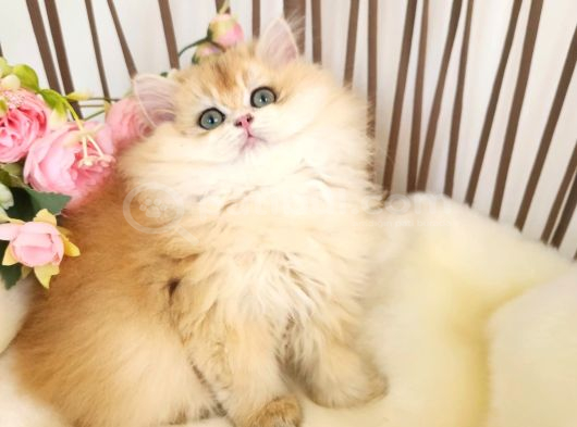Safkan Show Kalite British Longhair Yavrular Hazır