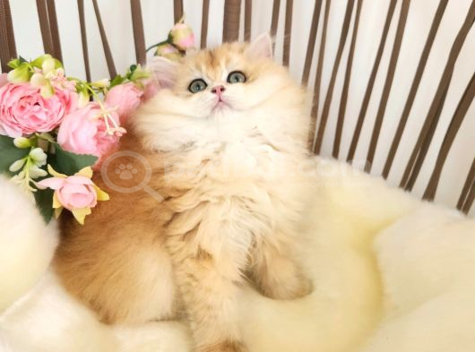 Safkan Show Kalite British Longhair Yavrular Hazır görsel