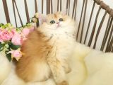 Safkan Show Kalite British Longhair Yavrular Hazır