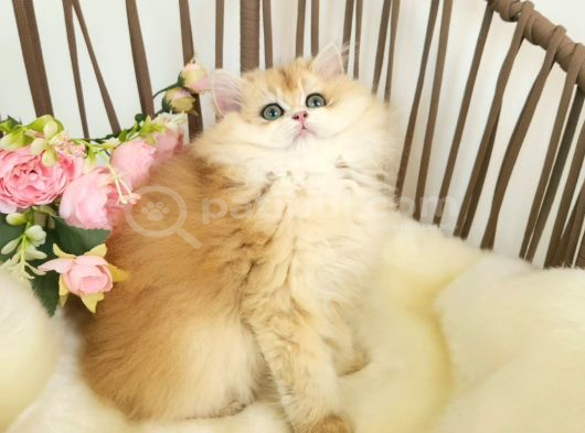 Safkan Show Kalite British Longhair Yavrular Hazır görsel