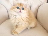 Safkan Show Kalite British Longhair Yavrular Hazır