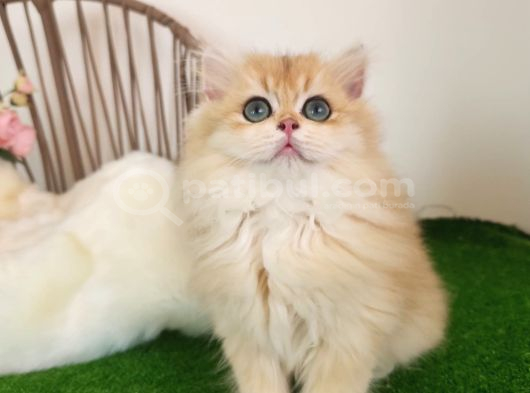 Safkan Show Kalite British Longhair Yavrular Hazır görsel