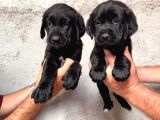 Tarım Ve Orman Bakanlığ Onaylı Çiftlikten Labrador Retriver